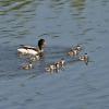 Common Shelduck